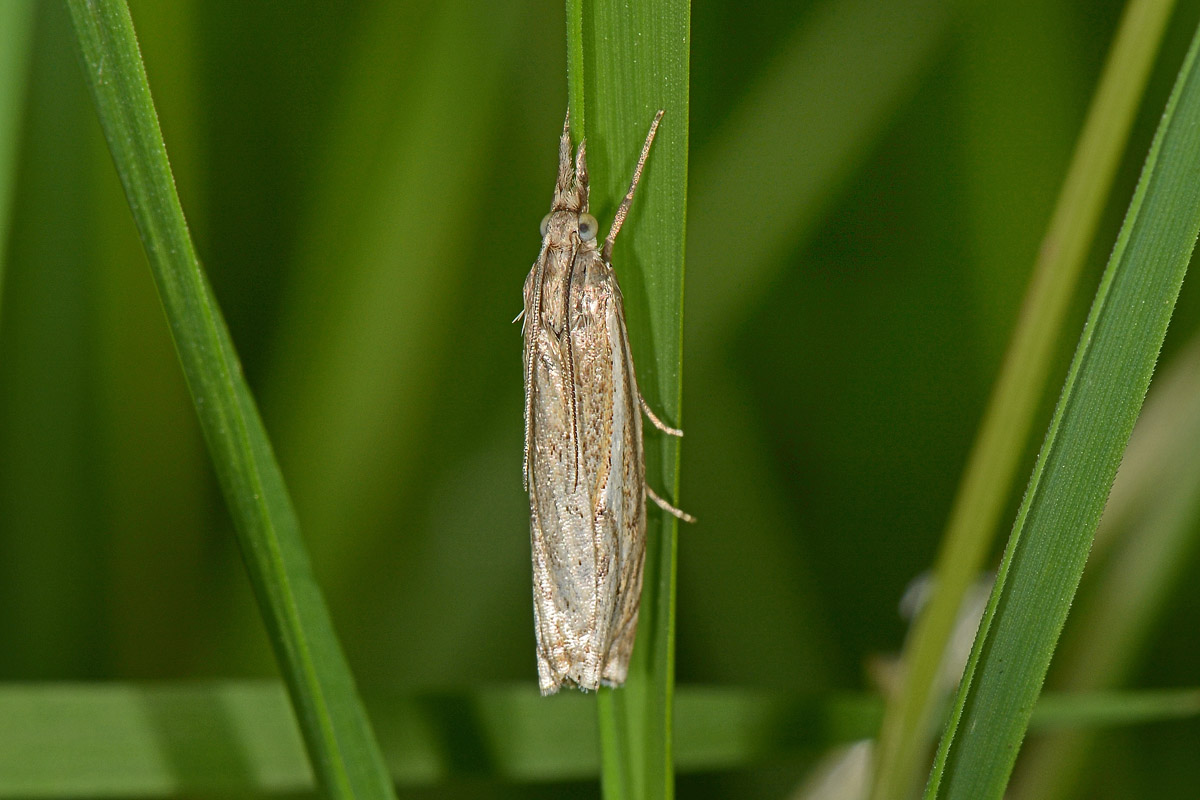 Crambidae N 1 - Crambus lathoniellus